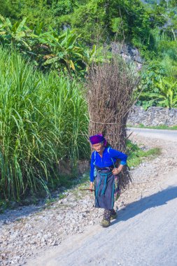Ha Giang, Vietnam - 15 Eylül: Vietnam çiftçi Ha Giang Vietnam üzerinde 15 Eylül 2018 yakınındaki bir countrside. kırsal köylerde yaşayan Vietnam nüfusunun neredeyse yüzde 80'i