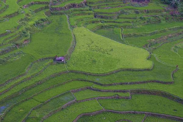 Vista Dos Campos Terraços Arroz Banaue Filipinas Terraços Arroz Banaue — Fotografia de Stock