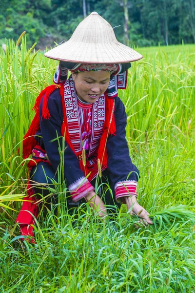 Giang Vietnam Sep Frau Der Roten Dao Minorität Einem Dorf — Stockfoto