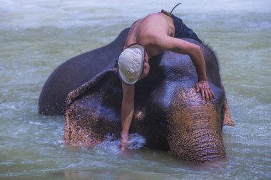Luang Prabang, Laos - Ağustos 13: Fil banyo Luang Prabang Laos yakınındaki bir fil kampında üzerinde 13 Ağustos 2018. Fil Laos ulusal hayvan olarak kabul edilir