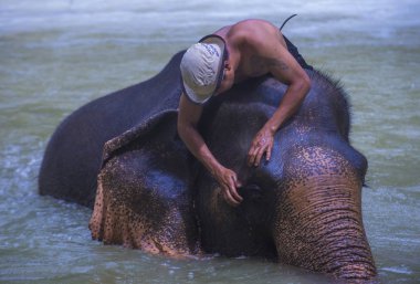 Luang Prabang, Laos - Ağustos 13: Fil banyo Luang Prabang Laos yakınındaki bir fil kampında üzerinde 13 Ağustos 2018. Fil Laos ulusal hayvan olarak kabul edilir