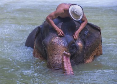 Luang Prabang, Laos - Ağustos 13: Fil banyo Luang Prabang Laos yakınındaki bir fil kampında üzerinde 13 Ağustos 2018. Fil Laos ulusal hayvan olarak kabul edilir