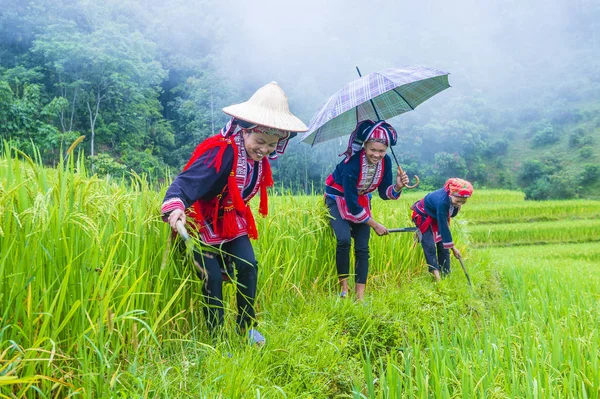 Гиан Вьетнам Сентября 2018 Года Женщины Меньшинства Красного Дао Деревне — стоковое фото
