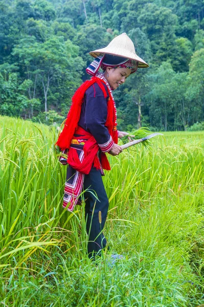 Ethnische Minderheit der roten Dao in Vietnam — Stockfoto