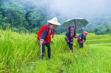 Vietnam'da Kırmızı Dao etnik azınlık