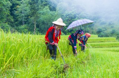 Vietnam'da Kırmızı Dao etnik azınlık
