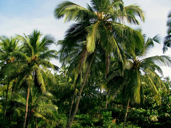 Las Palmeras Verdes Orilla Del Océano Índico —  Fotos de Stock