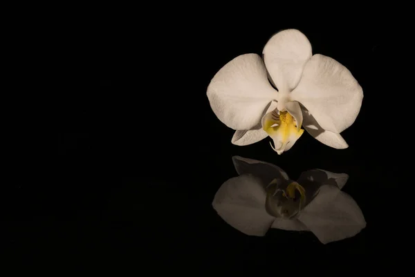 黑色背景上的兰花 — 图库照片