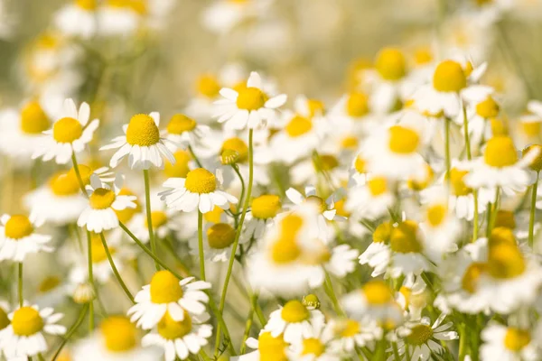 Group of chamomilla flowers — Stock Photo, Image