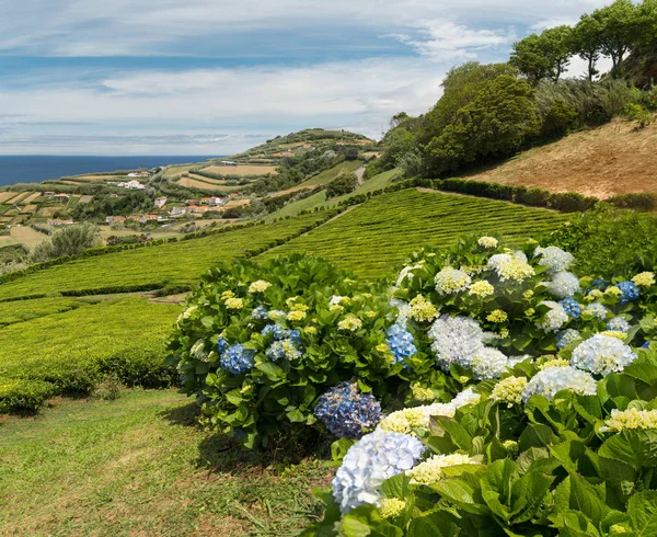 Cha Porto Formoso, Sao Miguel