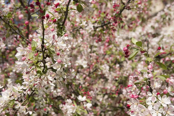 Blossoms of apple tree in spring in sunny day — Stock Photo, Image