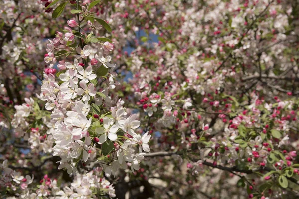 Blossoms of apple tree in spring in sunny day — Stock Photo, Image