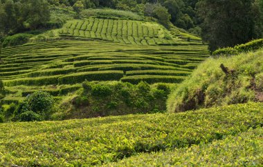 Cha Gorreana, geleneksel çay plantasyon, Sao Miguel