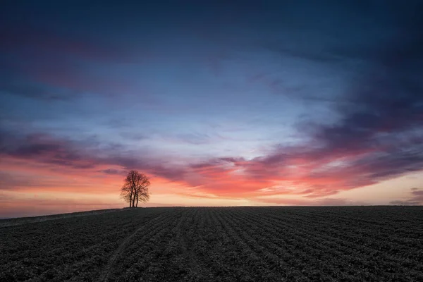 Sunrise a táj magányos fa, a mező és a gyönyörű felhők — Stock Fotó