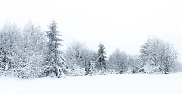 Bush Trees Covered Ice Snowy Foggy Day Beskydy Czech Republic — Stock Photo, Image