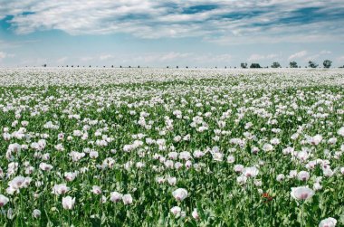 Beyaz haşhaş, gelincik somniferum L., alan afyon