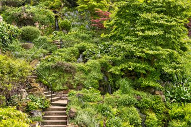 Yeşil bitkiler bir sürü güzel bahçe