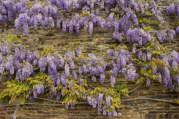 Wisteria flowers on the old wall, England