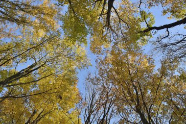 Ormandaki ağaçların en alt görüntüsü