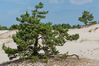 Ağaçlar, otlar ve kum, Slowinski Milli Parkı, dune Leba, Polonya kum