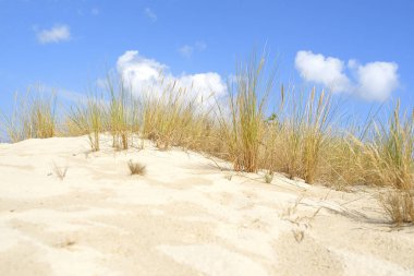Çim ve kum, Slowinski Milli Parkı, kumul Leba, Polonya