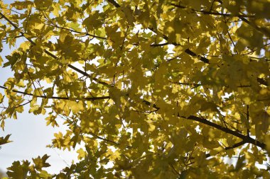 Maples yaprakları mavi gökyüzü ve dalları ile