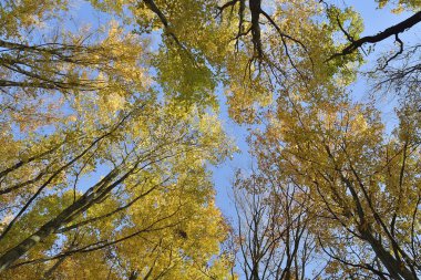 Ormandaki ağaçlar üst alttan görünüm