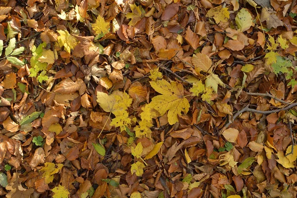 Fall of leaves on the ground in the woods — Stock Photo, Image