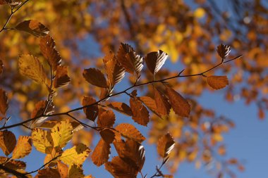 Sarı yapraklı kayın ağacı.