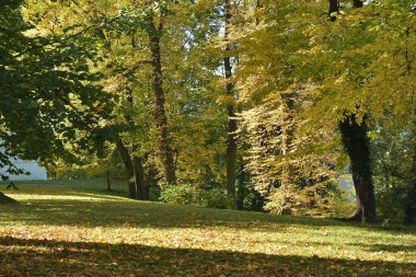 Sarı yapraklı kayın ağacı.