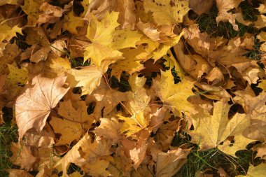 Çimlerde güzel sonbahar yaprakları
