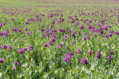 Bloom bahar sahada mor haşhaş
