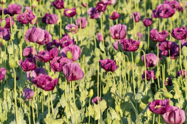 Bloom Bahar, Çek Cumhuriyeti sahada mor haşhaş