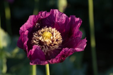 Bloom Bahar, Çek Cumhuriyeti alanında üzerinde ayrıntılı mor haşhaş