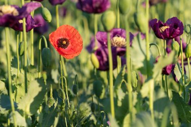 Kırmızı haşhaş çiçek alanında ilkbaharda, gelincik somniferum, Çek Cumhuriyeti