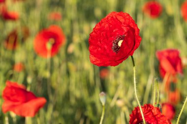Kırmızı haşhaş çiçek alanında ilkbaharda, gelincik somniferum, Çek Cumhuriyeti