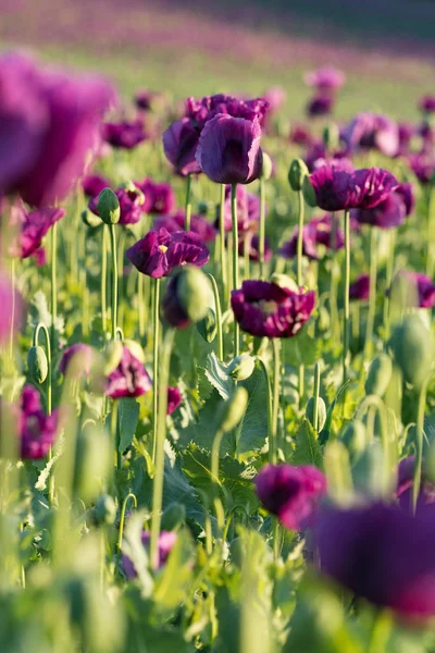 Purple poppy in the bloom on the field in the spring, Czech Republic