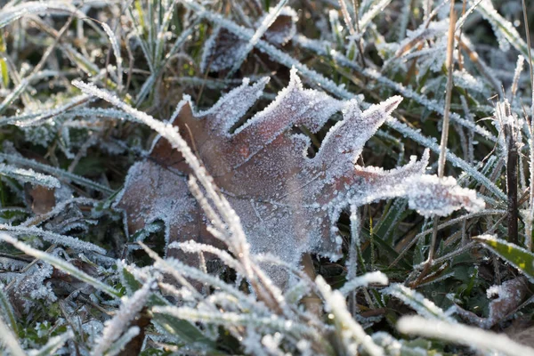 Grass covered by ice with frozen leave