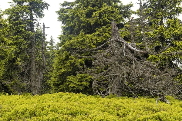Foresta selvaggia in montagna — Foto Stock
