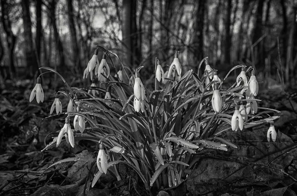 Snowdrops in the forest in spring — Stock Image Snowdrops in the forest in spring Stock Image