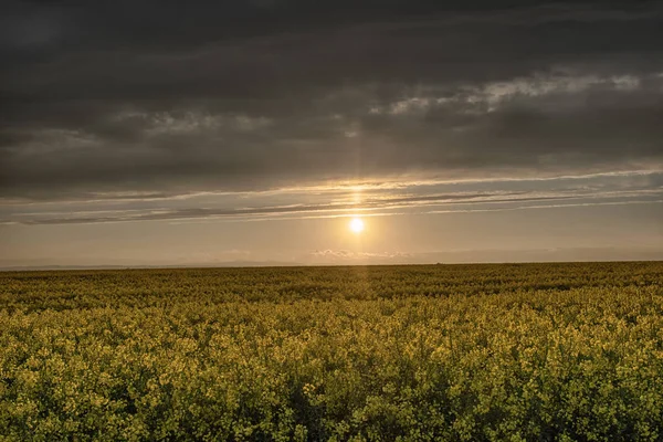 雲と黄色の菜の畑の上の黄金の夕日 — ストック写真