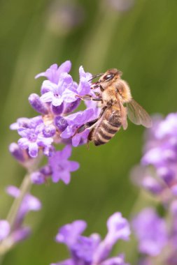 Arı ile çiçek lavanta alanında lavanta