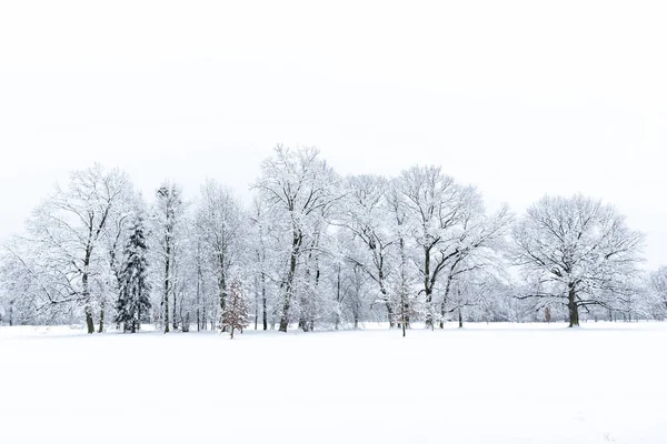Árboles en invierno cubiertos de nieve — Foto de Stock