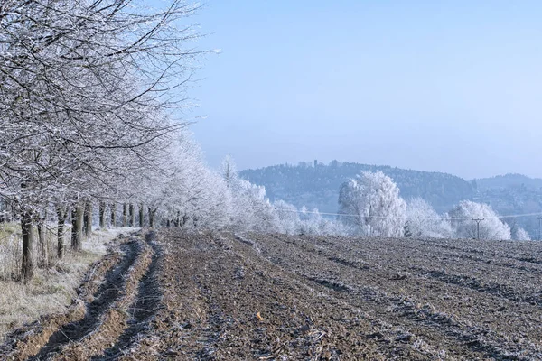 Campo congelado con árboles y campo marrón, República Checa — Foto de Stock