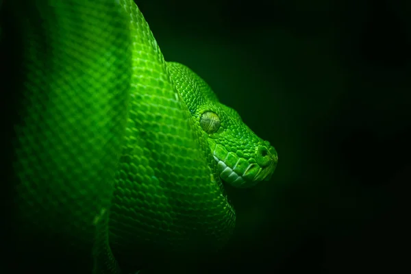 Zelený strom krajta v detailu na brancg s černým pozadím, Morelia viridis, zoo Warszawa, Polsko — Stock fotografie