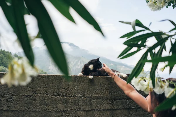 山の背景に岩の上に座って黒い猫見つかる白 — ストック写真