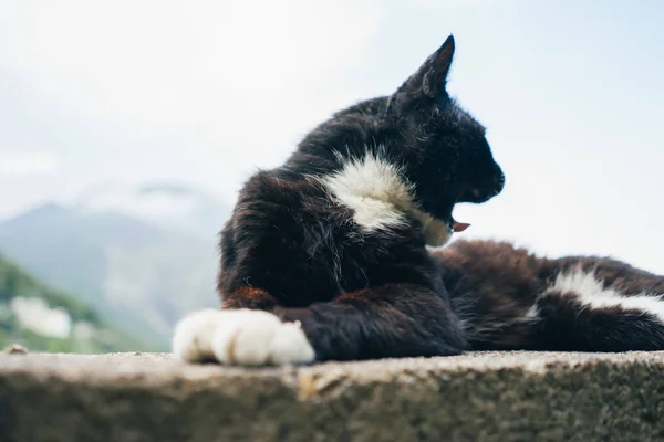 Formidable White Black Cat Sitting Rock Background Mountains — Stock Photo, Image