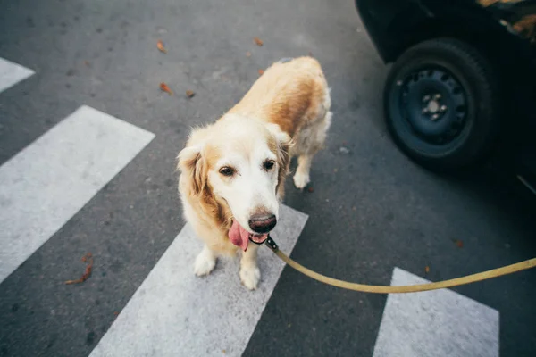 Afbeelding Met Labrador Buiten Lopen — Stockfoto