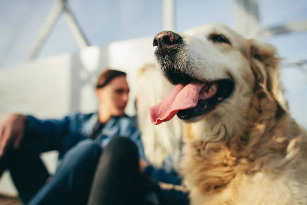 Couple Walking Retriever Dog — Stock Photo, Image