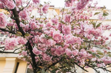 sakura pembe bahar çiçek açan ağaç